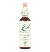 Chestnut Bud